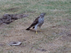 Accipiter cooperii
