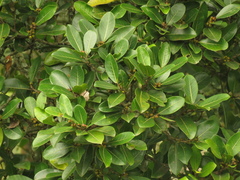 Ficus americana