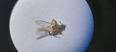 Hippoboscidae