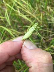 Scudderia curvicauda