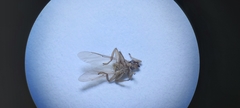 Hippoboscidae
