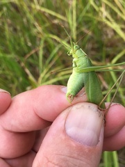 Scudderia curvicauda