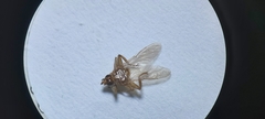 Hippoboscidae