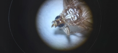 Hippoboscidae
