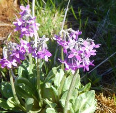 Primula pumila