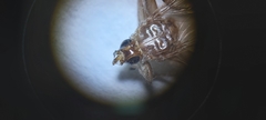 Hippoboscidae