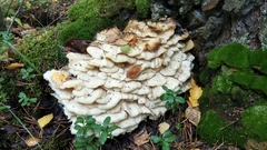 Climacodon septentrionalis