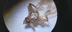 Hippoboscidae