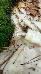 Climacodon septentrionalis