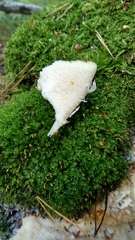 Climacodon septentrionalis