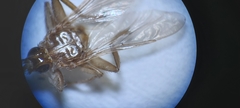 Hippoboscidae