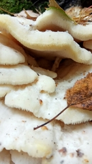 Climacodon septentrionalis