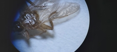 Hippoboscidae