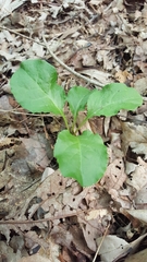 Pyrola elliptica