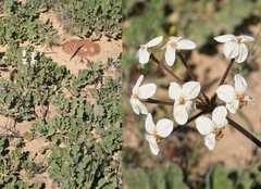 Pelargonium radulifolium