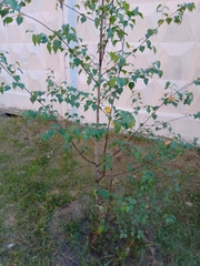 Betula pendula