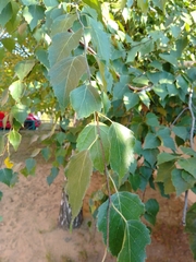 Betula pendula