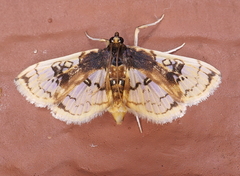 Compacta hirtalis