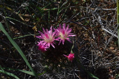 Eriosyce nigrihorrida