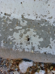 Lycosidae