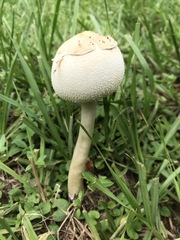 Chlorophyllum molybdites image