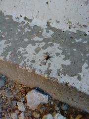 Lycosidae