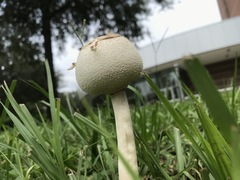 Chlorophyllum molybdites image
