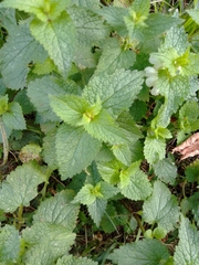 Lamium album