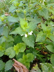 Lamium album