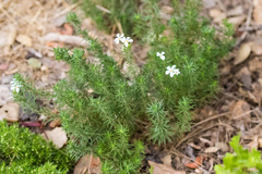 Leptosiphon floribundus