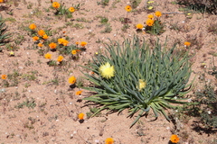 Conicosia pugioniformis