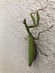Mantis religiosa