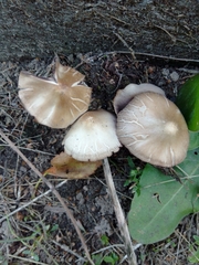 Psathyrella longipes