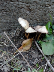 Psathyrella longipes