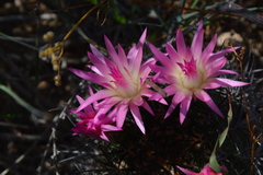 Eriosyce nigrihorrida