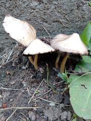 Psathyrella longipes