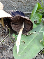 Psathyrella longipes