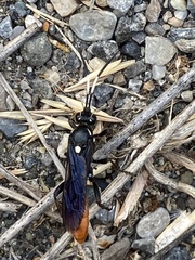 Protichneumon
