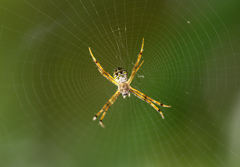 Argiope