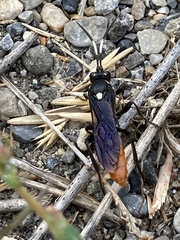 Protichneumon
