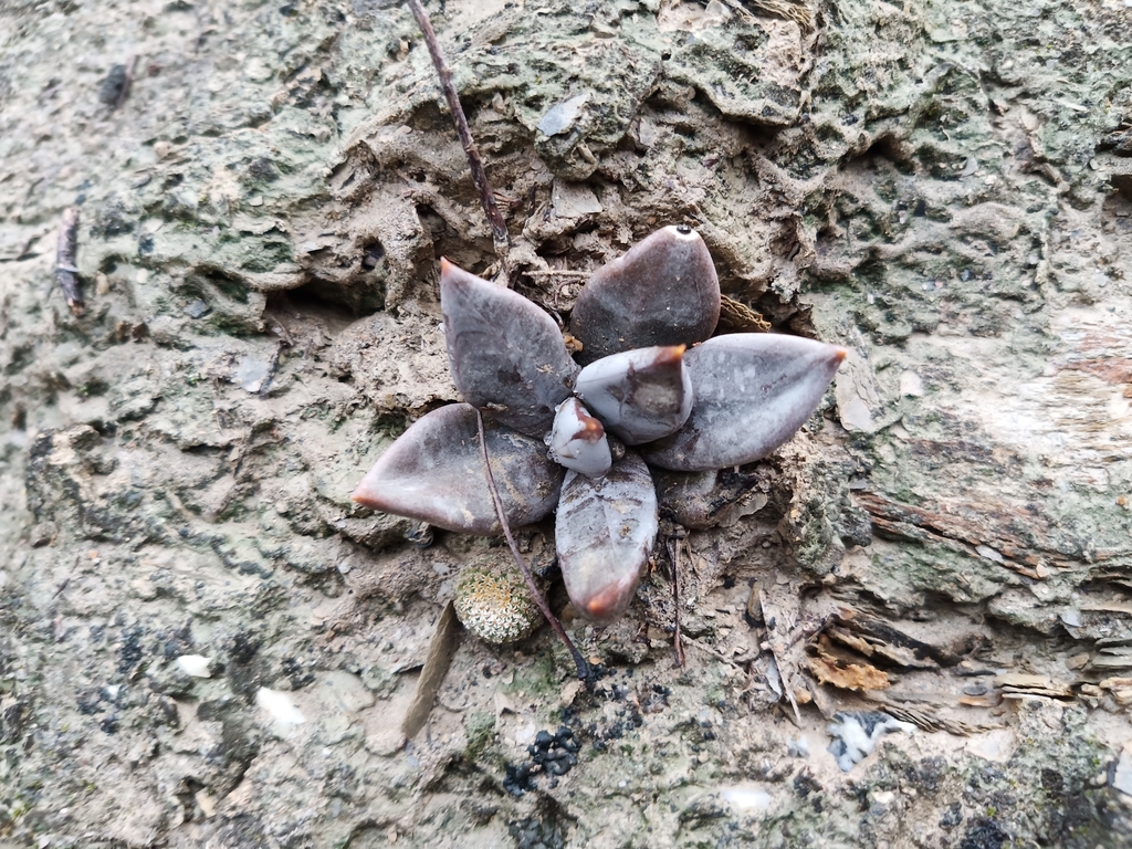 Echeveria humilis