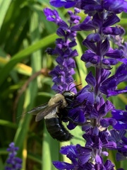 Xylocopa virginica