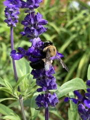 Xylocopa virginica