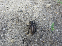 Dorcadion holosericeum