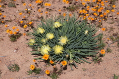 Conicosia pugioniformis