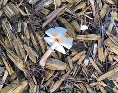 Leucoagaricus meleagris