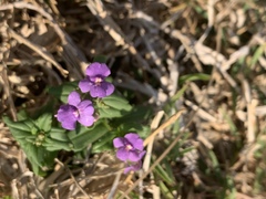 Nemesia caerulea