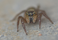 Salticidae