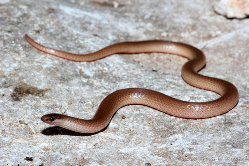 Flat-headed Snake