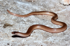 Flathead Snake photo 3
